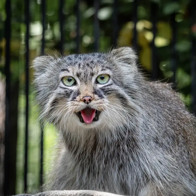 ノヴォシビルスク動物園のガビの写真