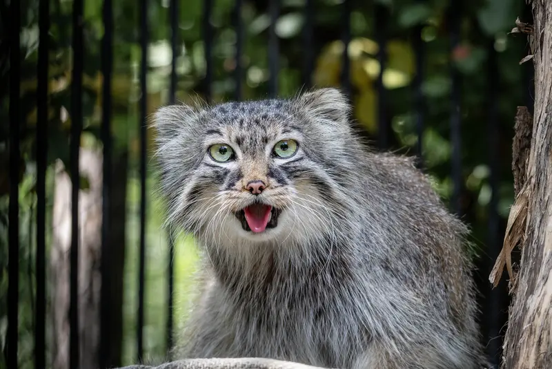 ノヴォシビルスク動物園のガビの写真