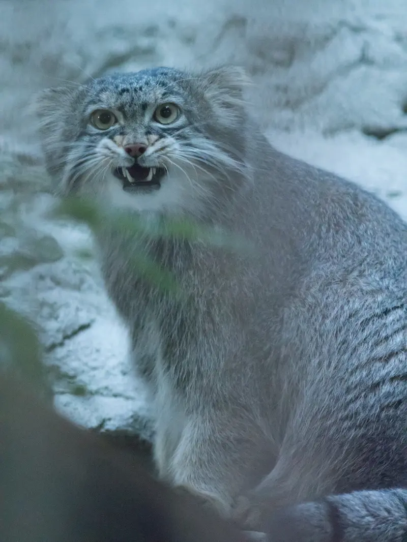 野毛山動物園のフィーガの写真