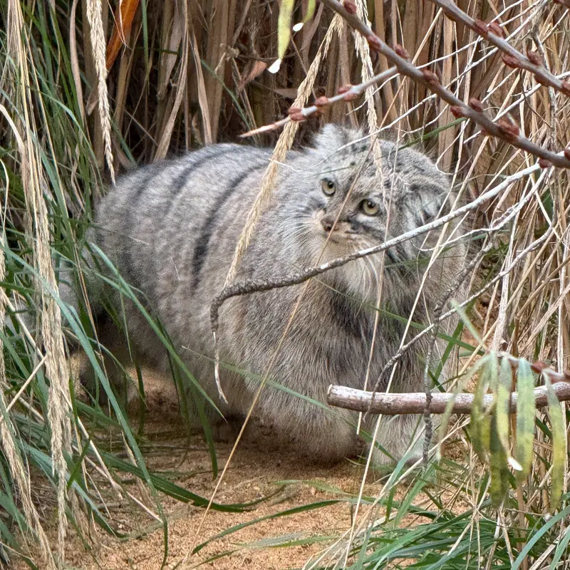 プラハ動物園のプリンセッサの写真