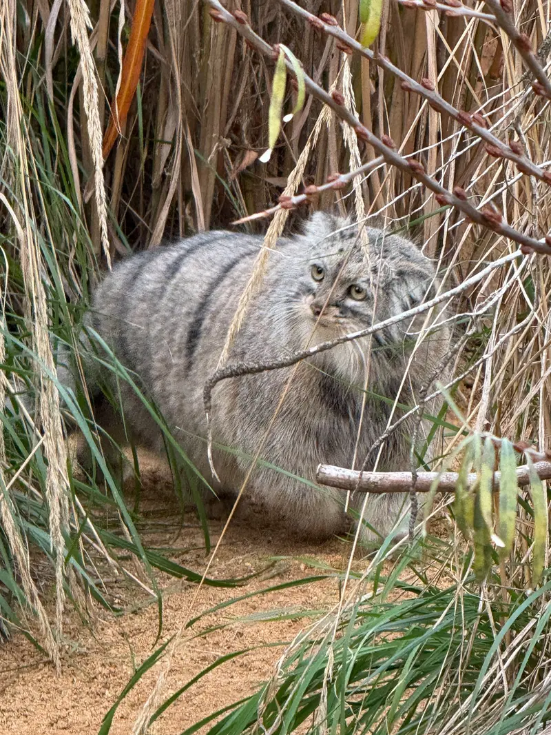 プラハ動物園のプリンセッサの写真