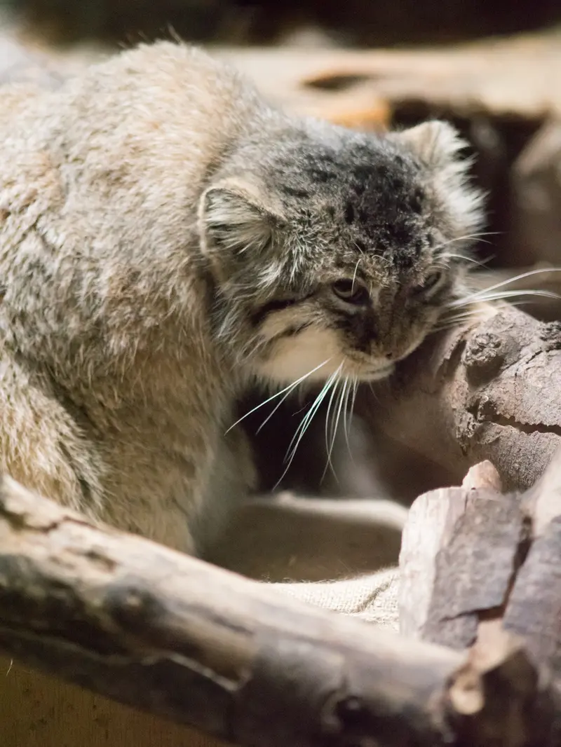 恩賜上野動物園のプリームラの写真