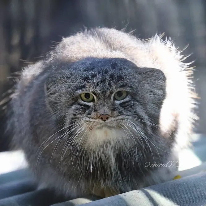 ノヴォシビルスク動物園のマリクの写真