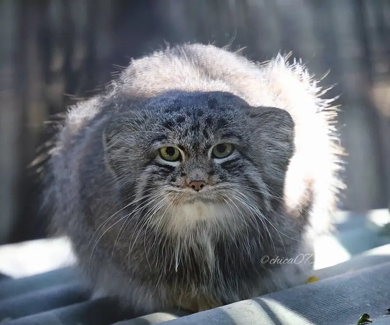 ノヴォシビルスク動物園のマリクの写真