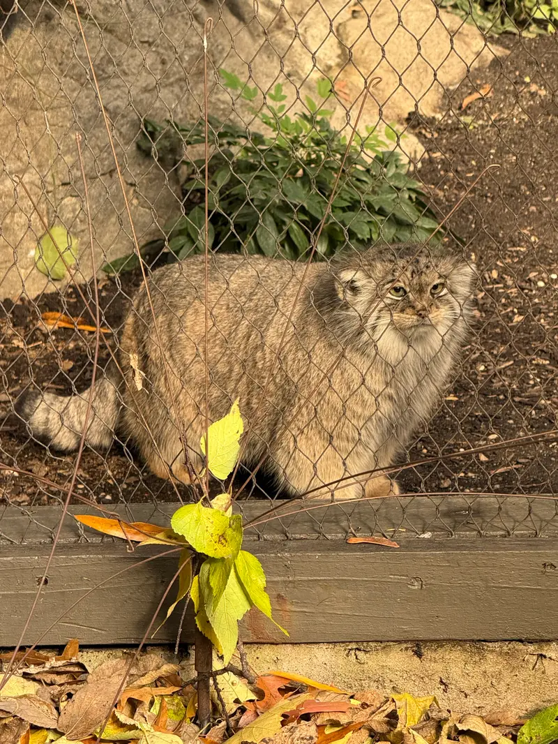 プロスペクト・パーク動物園のサルナイの写真