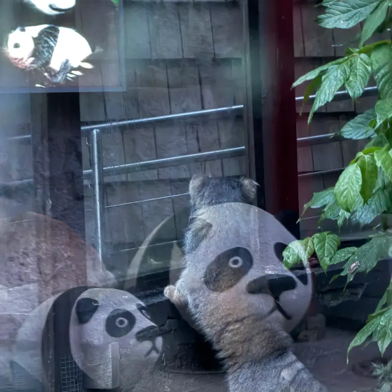 モスクワ動物園のティモフェイの写真