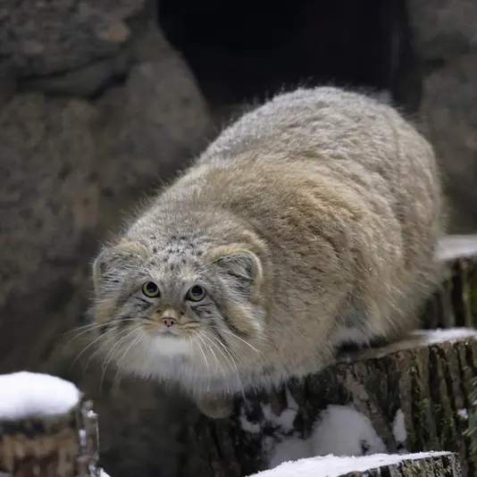 レニングラード動物園のシューの写真