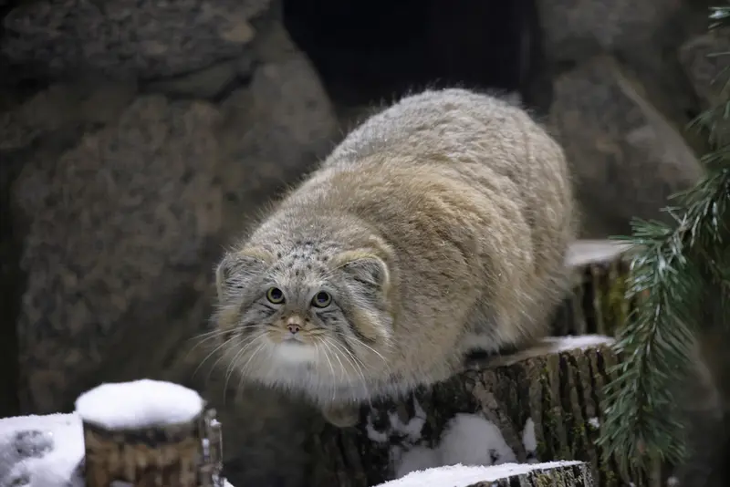 レニングラード動物園のシューの写真