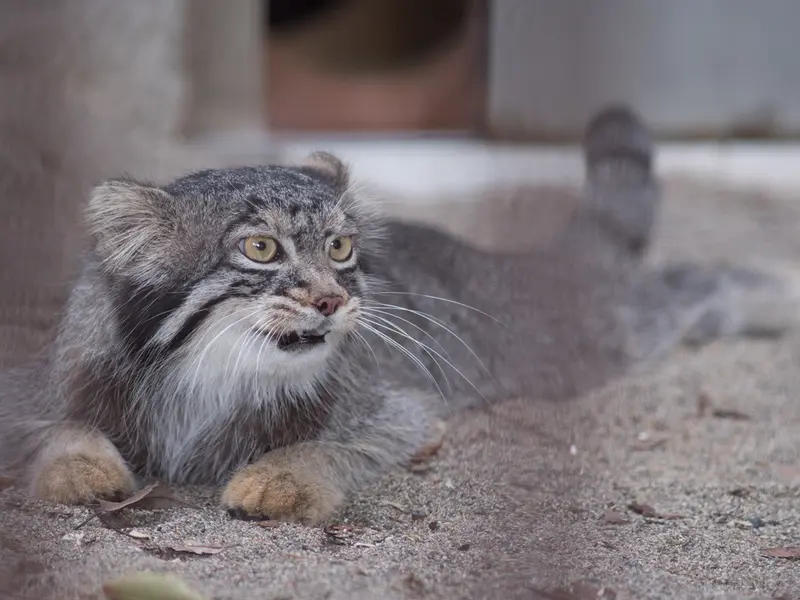 野毛山動物園のフィーガの写真