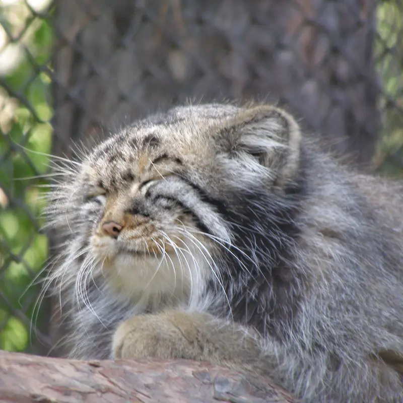 ノヴォシビルスク動物園のゼレノゴルスクの写真