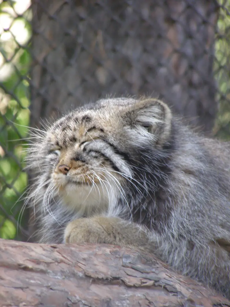 ノヴォシビルスク動物園のゼレノゴルスクの写真