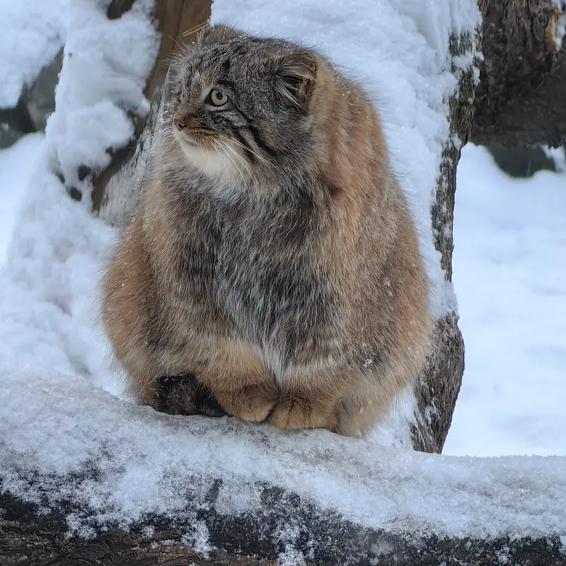 ノヴォシビルスク動物園のアッケムの写真