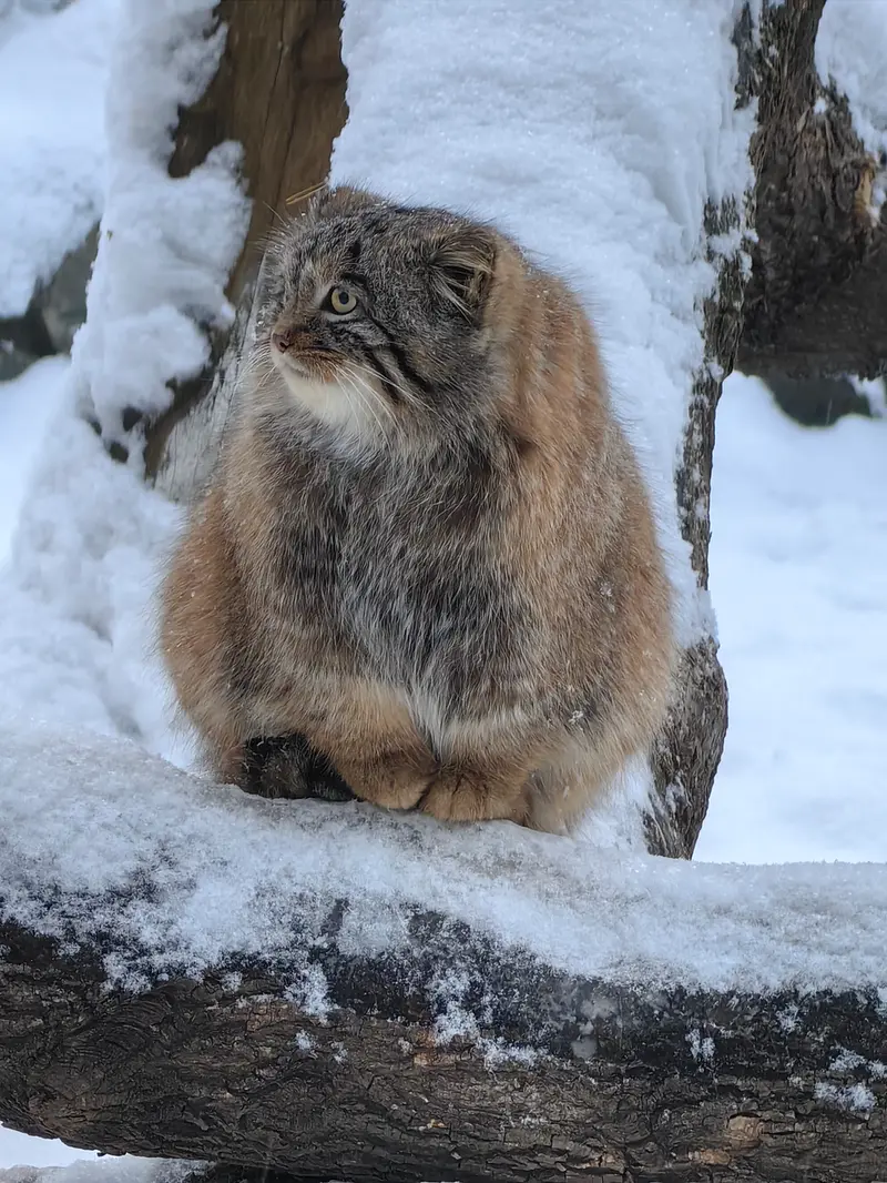 ノヴォシビルスク動物園のアッケムの写真