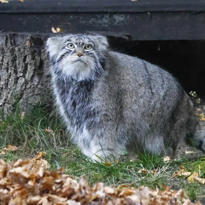 モスクワ動物園のティモフェイの写真