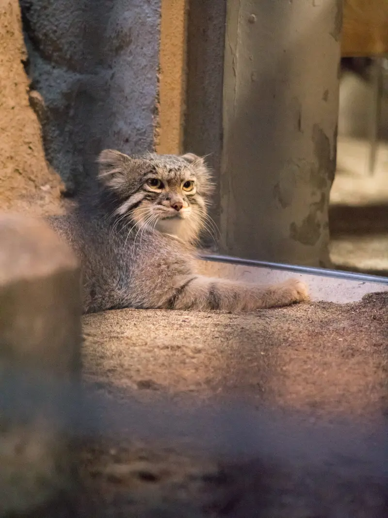 野毛山動物園のフィーガの写真