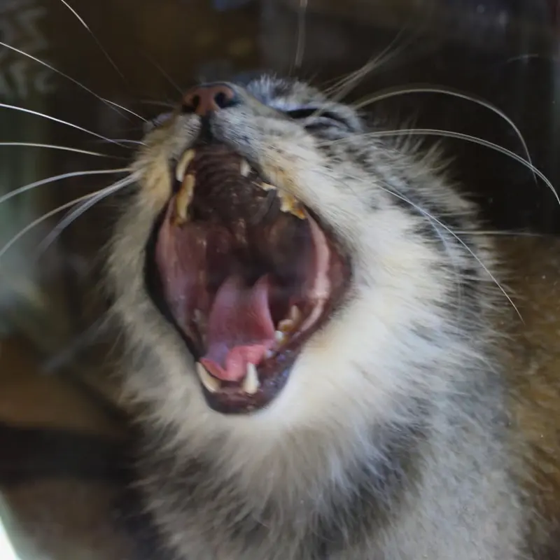 ビンガムトン動物園（ロス・パーク）のマカリの写真