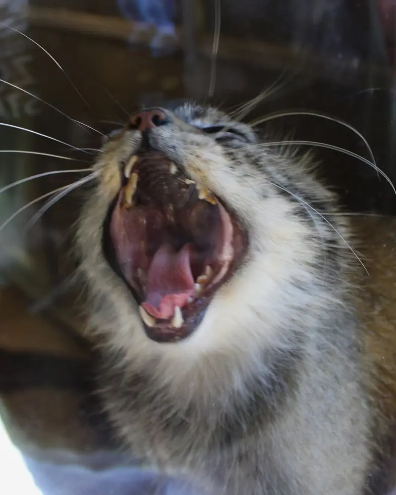 ビンガムトン動物園（ロス・パーク）のマカリの写真
