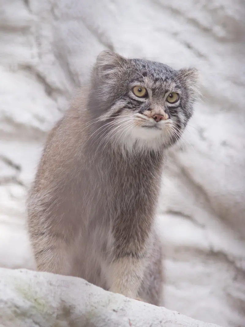 野毛山動物園のフィーガの写真