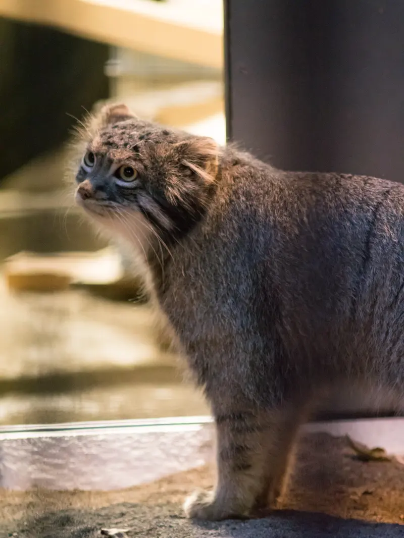 野毛山動物園のフィーガの写真