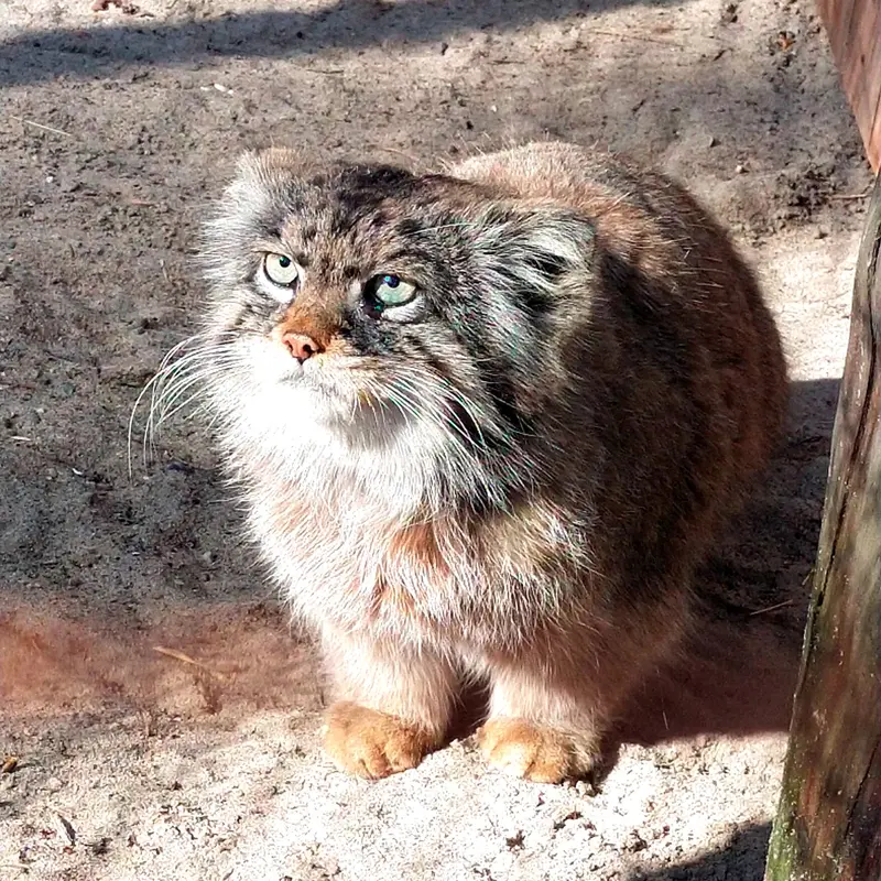 ノヴォシビルスク動物園のマヌルネコの写真