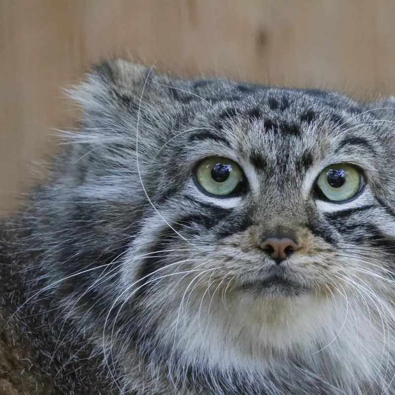 ノヴォシビルスク動物園のアーニャの写真