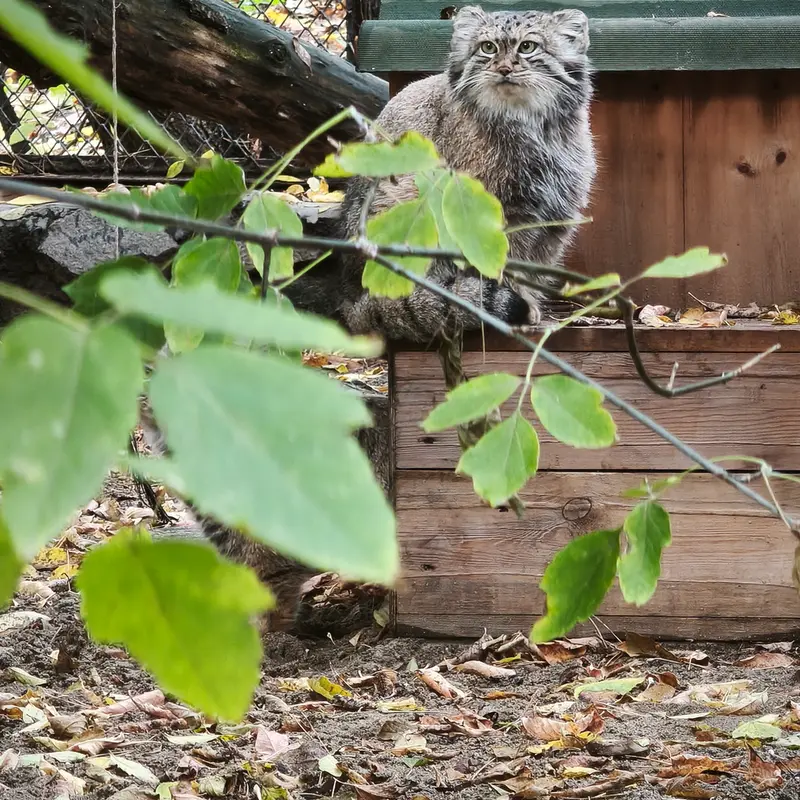 ノヴォシビルスク動物園のスネジャナの写真