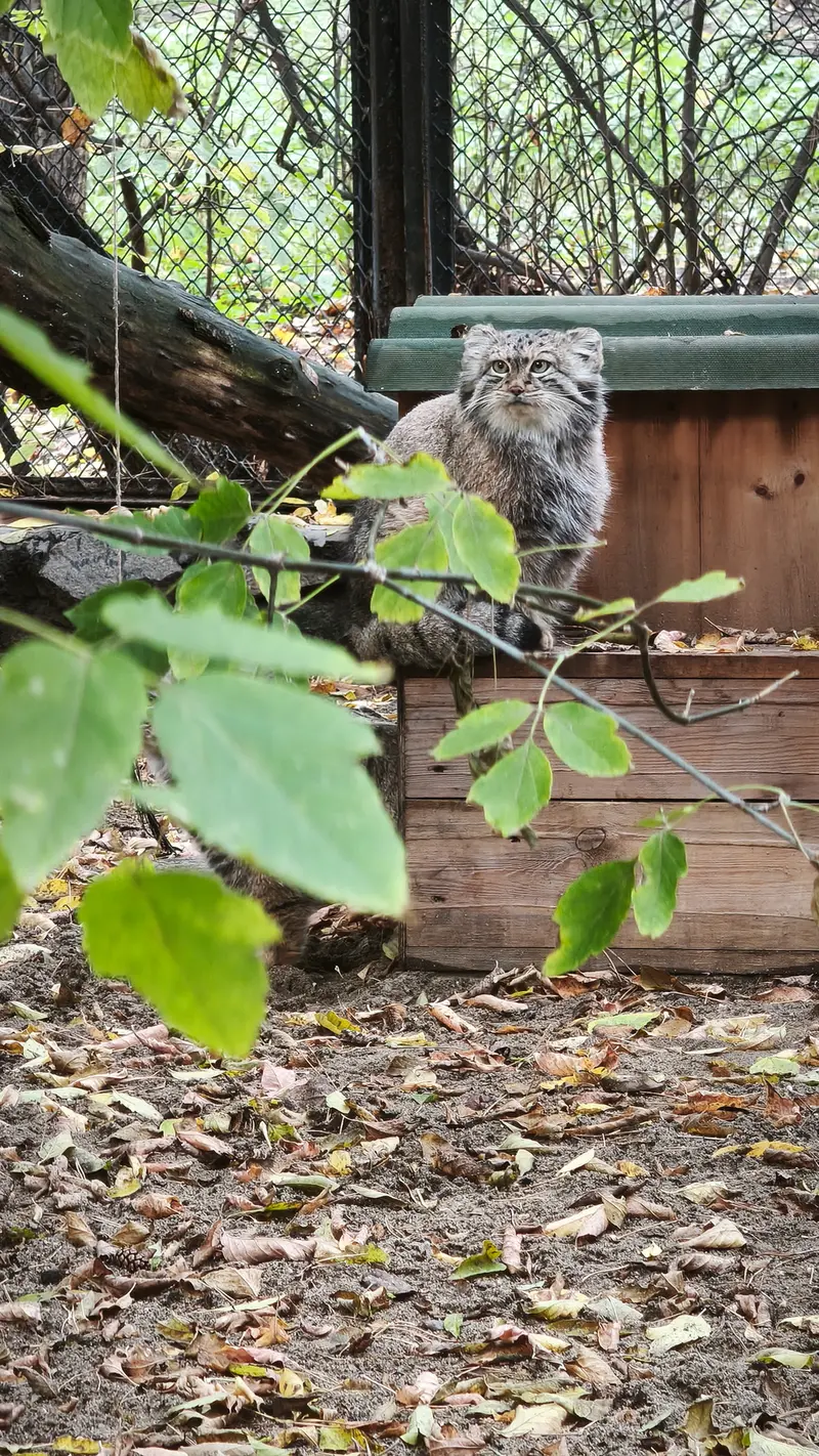 ノヴォシビルスク動物園のスネジャナの写真