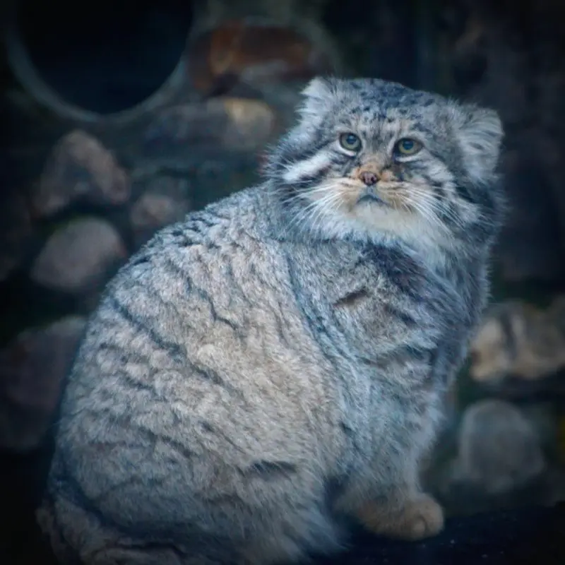 モスクワ動物園のヴァディムの写真