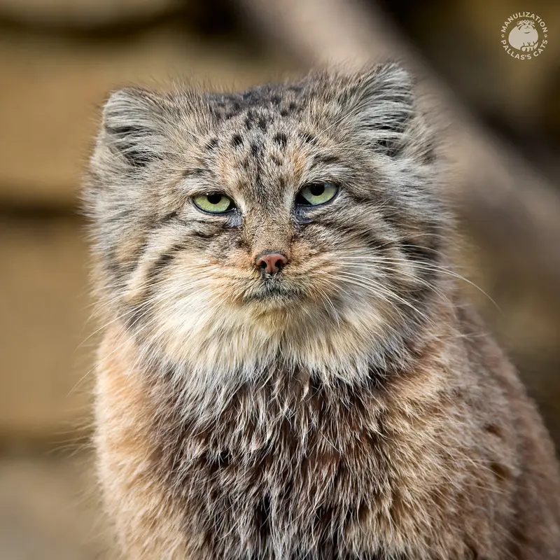 イフラヴァ動物園のルガシャの写真