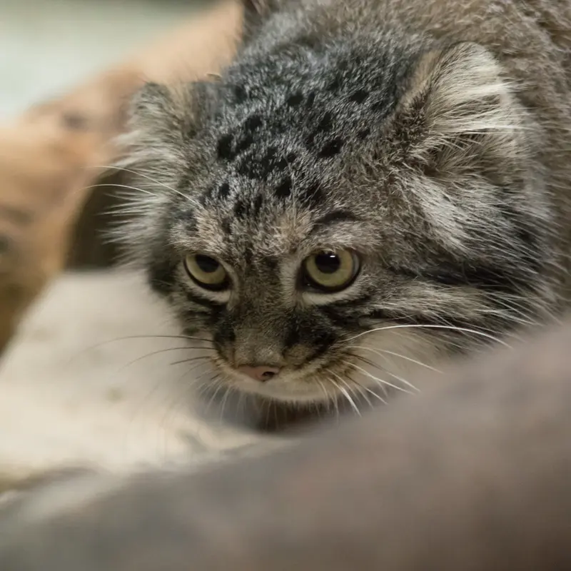 恩賜上野動物園のサフランの写真