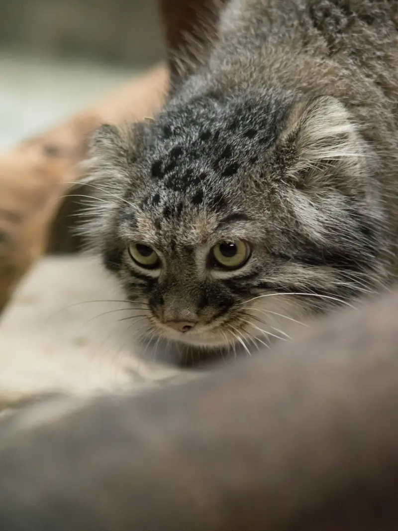 恩賜上野動物園のサフランの写真