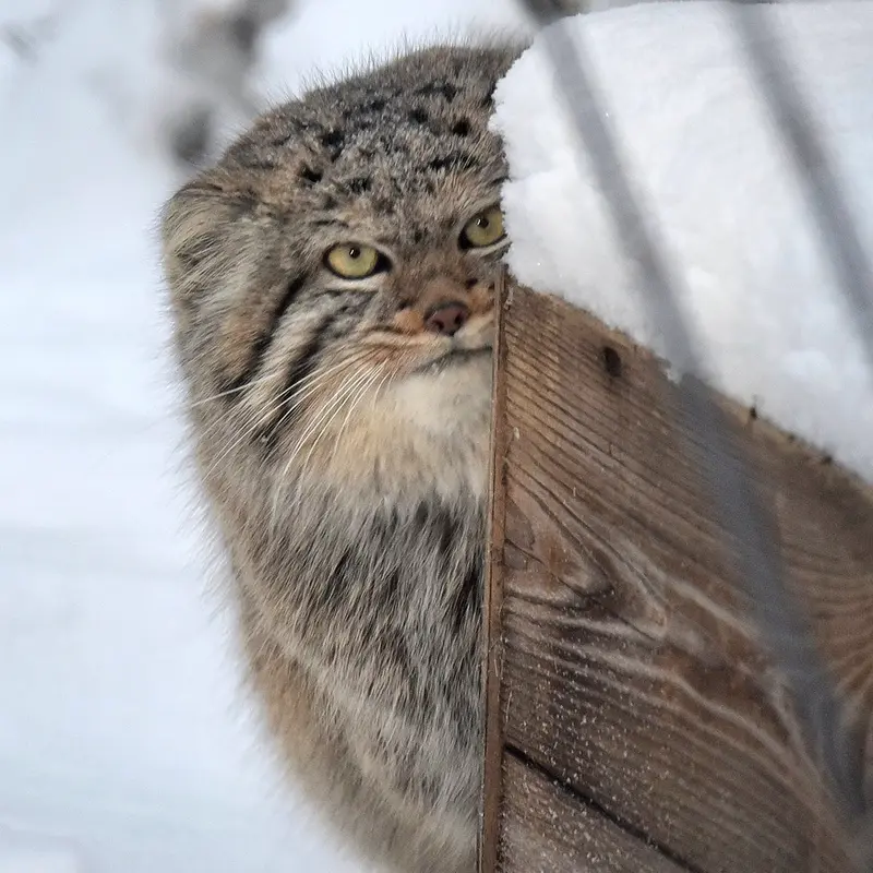 ノヴォシビルスク動物園のザラの写真