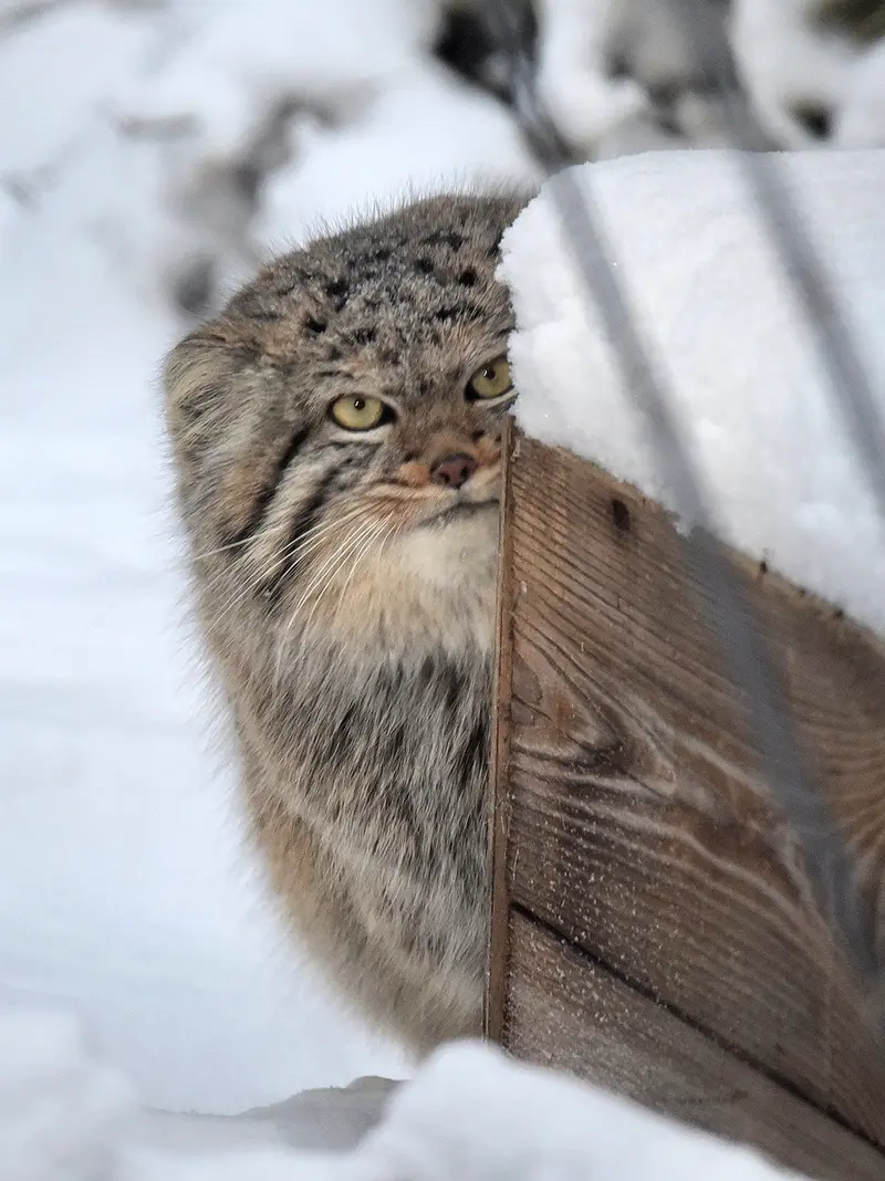 ノヴォシビルスク動物園のザラの写真