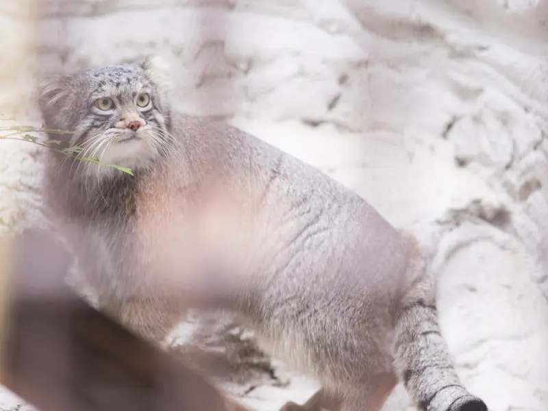 野毛山動物園のフィーガの写真