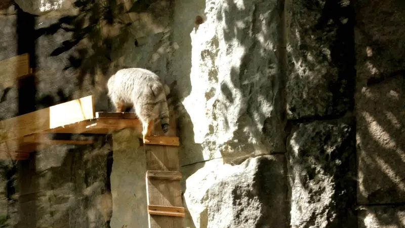 モスクワ動物園のヴァルヴァラとダーライの動画