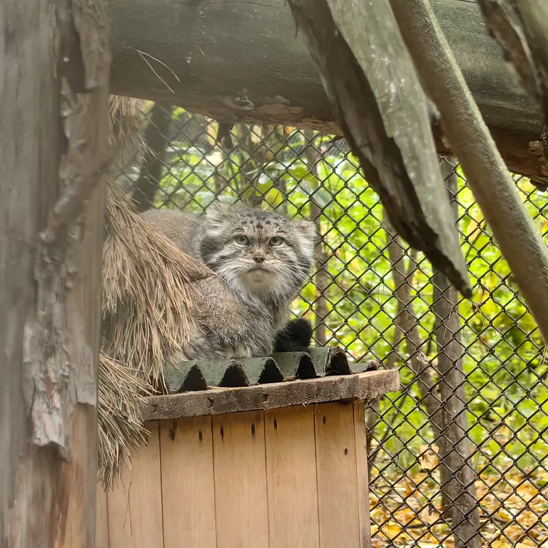 ノヴォシビルスク動物園のラストチカの写真