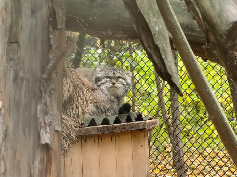 ノヴォシビルスク動物園のラストチカの写真