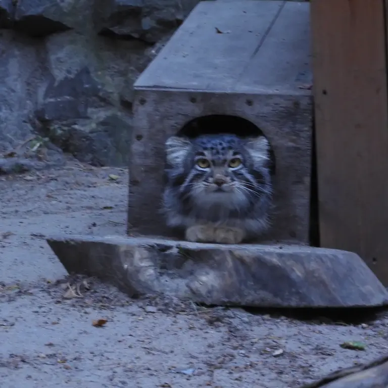 ノヴォシビルスク動物園のメンスの写真