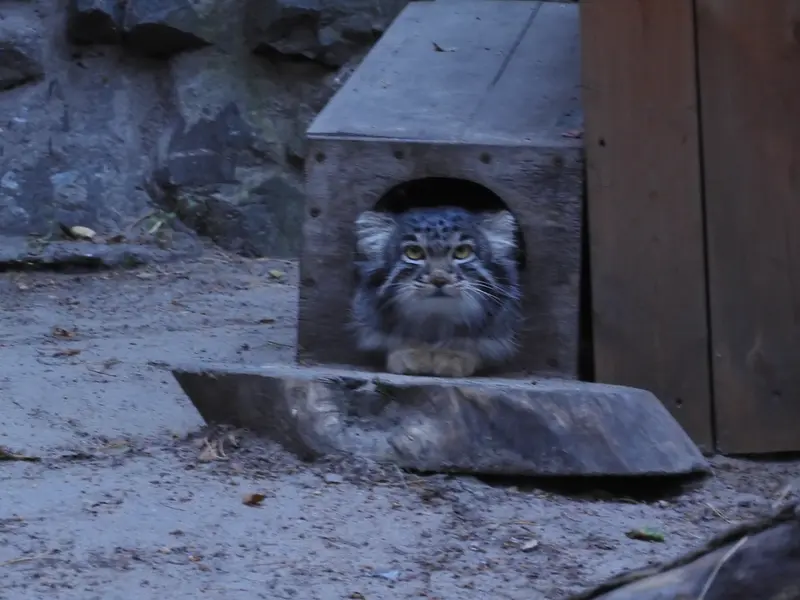 ノヴォシビルスク動物園のメンスの写真