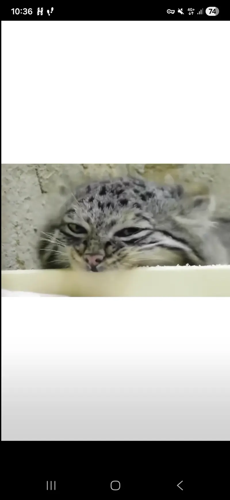 アズの写真