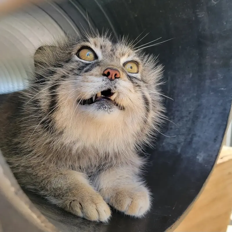 プロジェクト・サバイバルズ・キャット・ヘイブンのガラブの写真