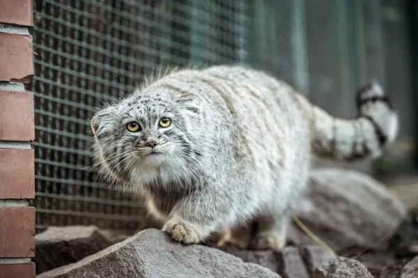 ブダペスト動物園＆植物園のアルダンの写真