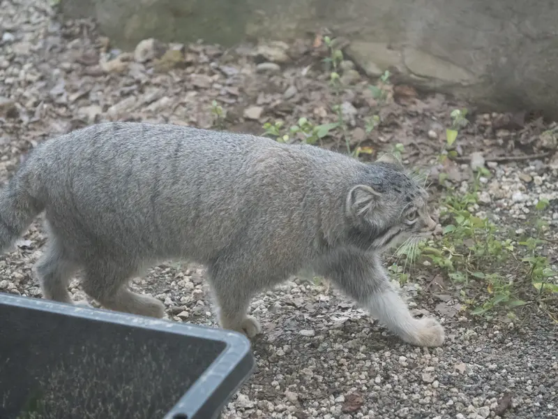 埼玉県こども動物自然公園のオトの写真