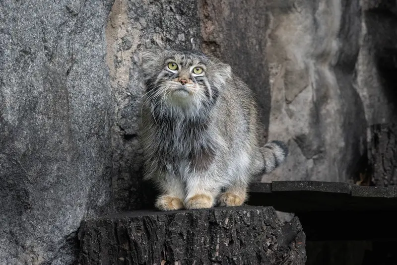 モスクワ動物園のティモフェイの写真