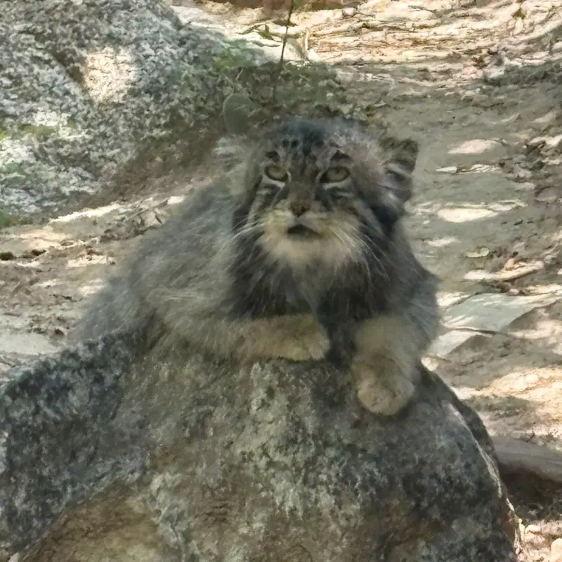 プエブロ動物園のタイ・チーの写真