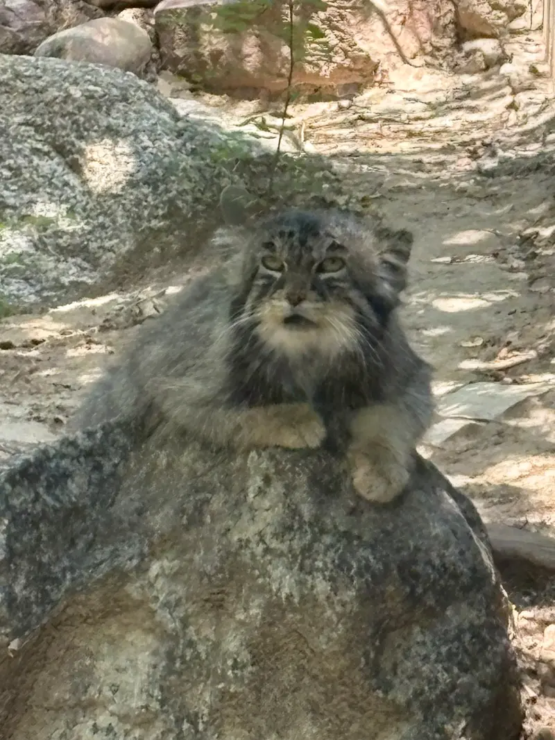 プエブロ動物園のタイ・チーの写真
