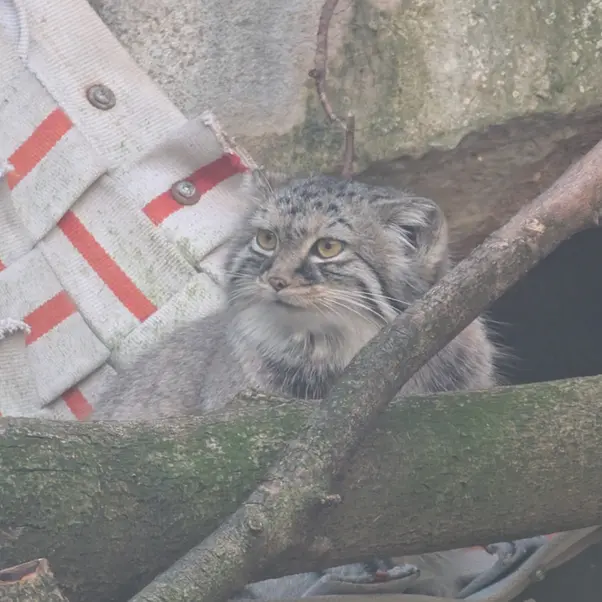 コロンバス動物園・水族館のミーラの写真