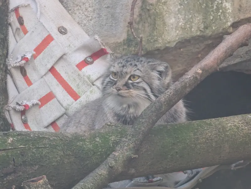 コロンバス動物園・水族館のミーラの写真