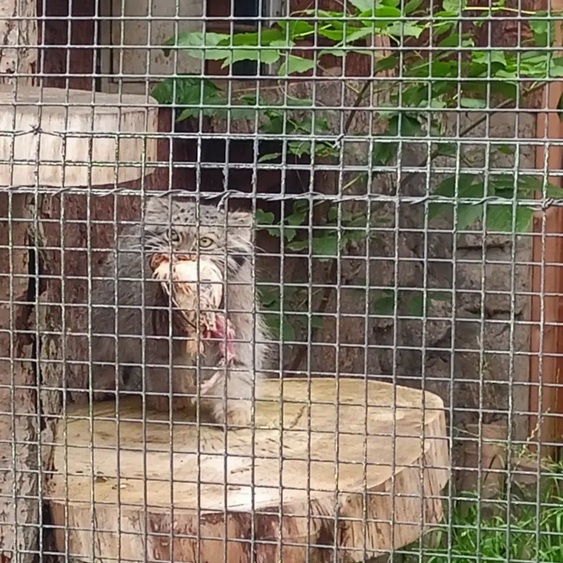 レニングラード動物園のシューの写真