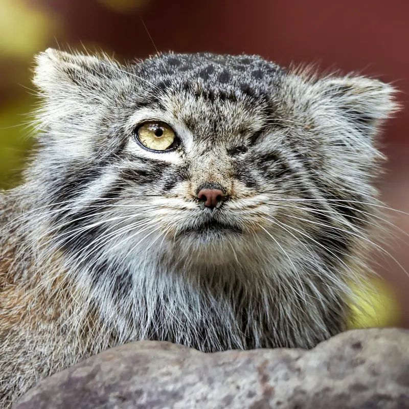 ポズナン新動物園のボジェンカの写真